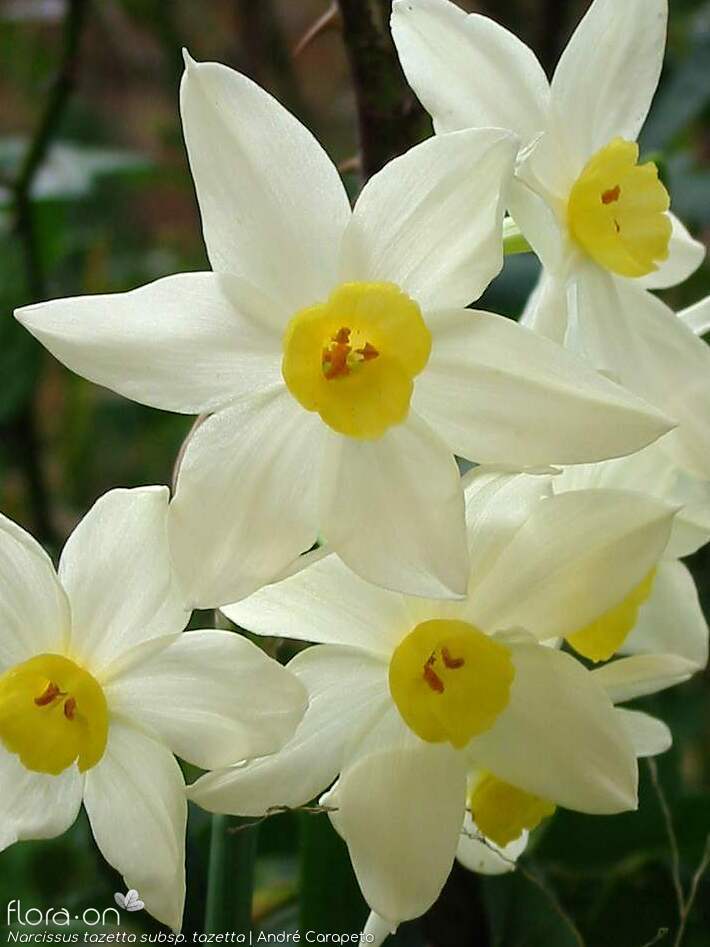 Narcissus tazetta tazetta - Flor (close-up) | André Carapeto; CC BY-NC 4.0