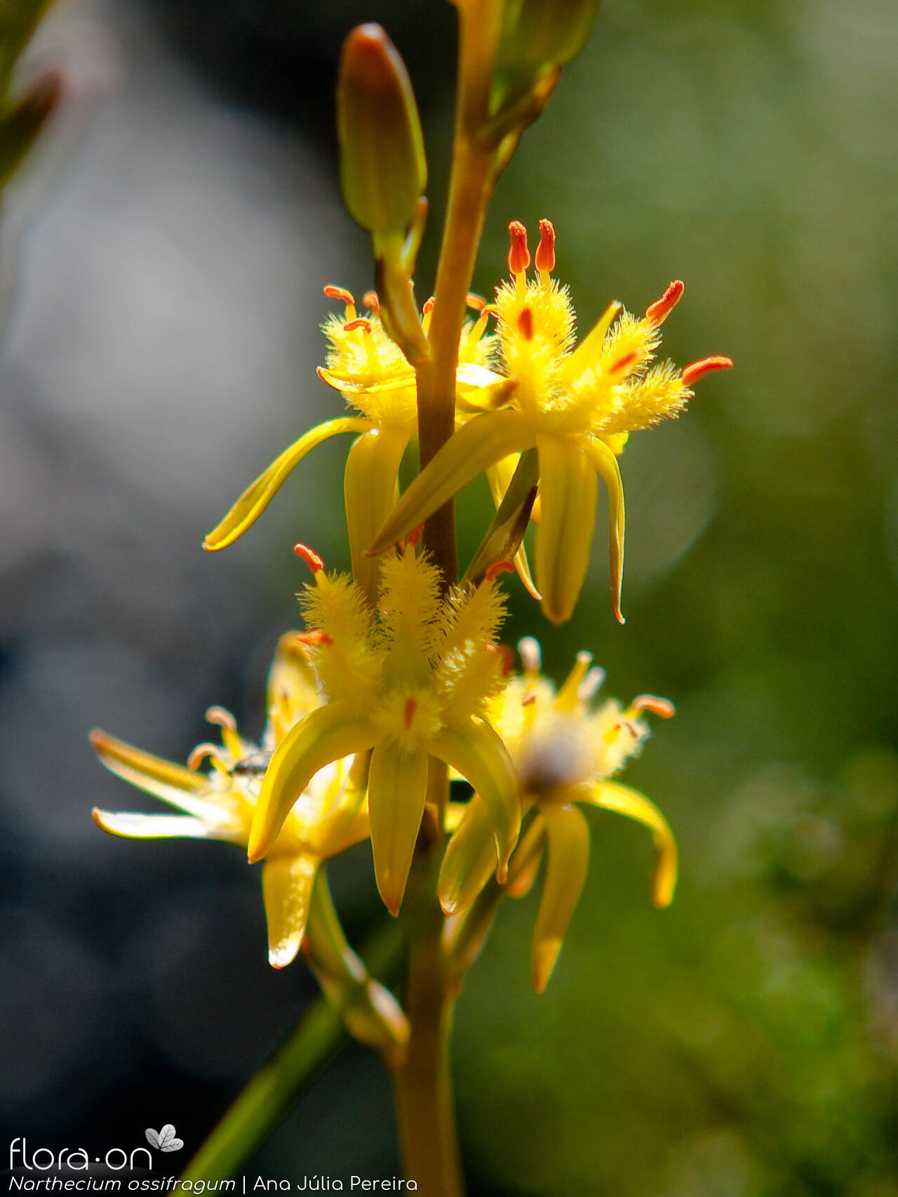 Nartheciaceae