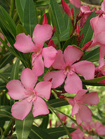 Nerium oleander