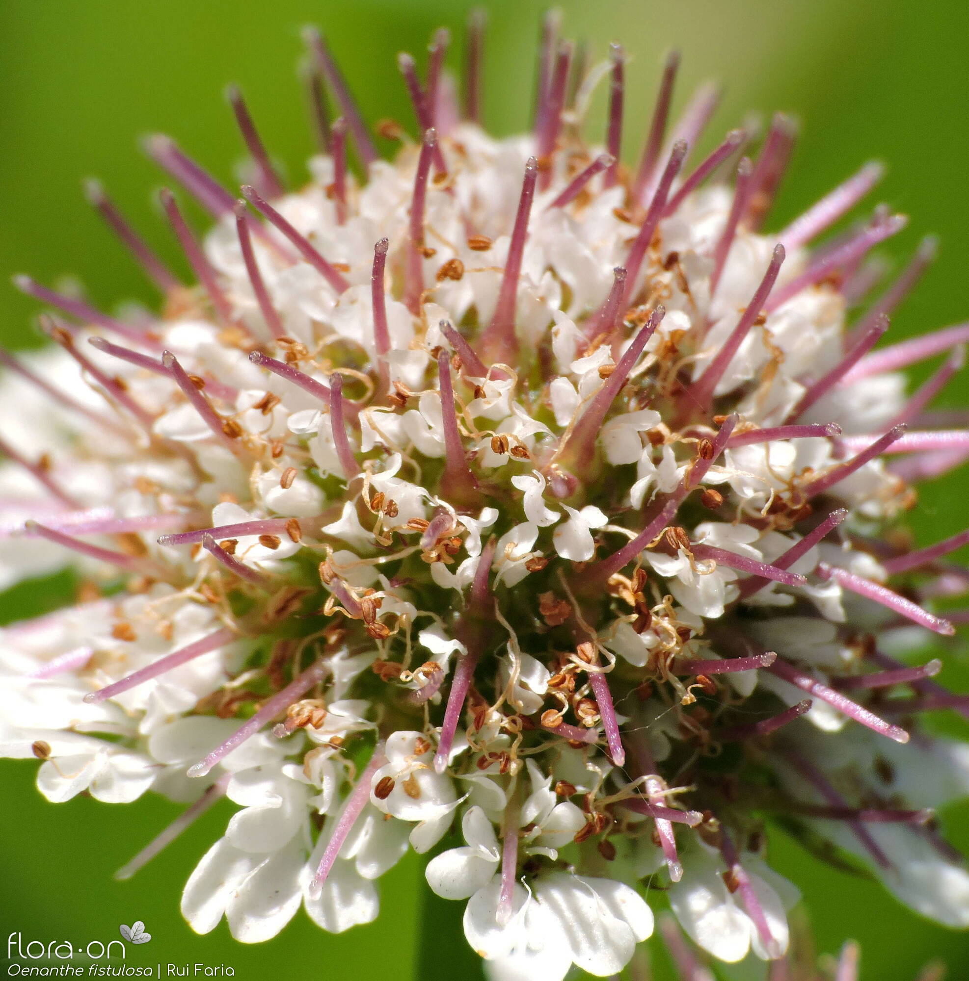 Oenanthe fistulosa - Flor (close-up) | Rui Faria; CC BY-NC 4.0