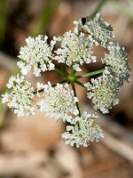 Oenanthe pimpinelloides