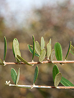 Olea europaea