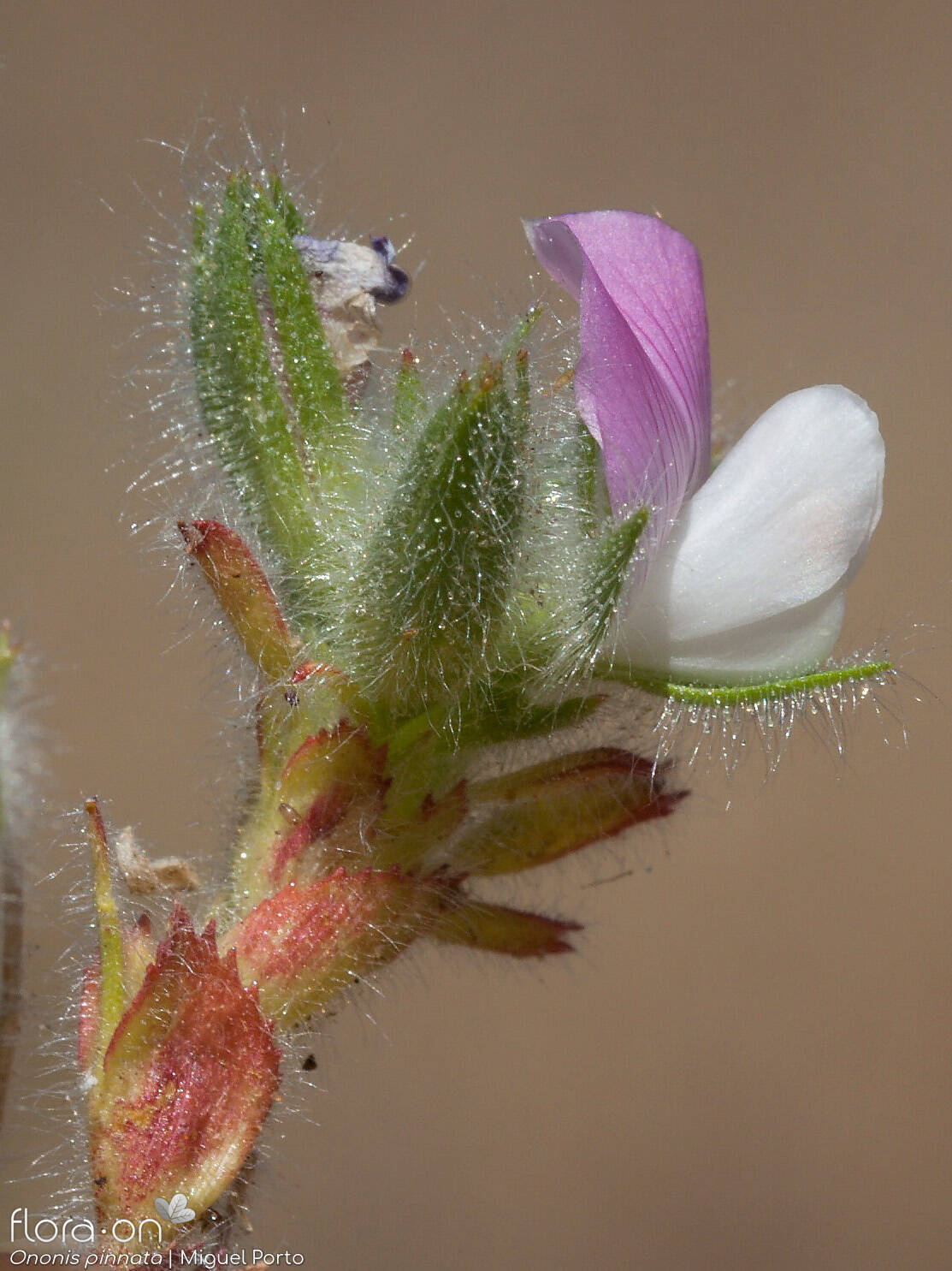 Ononis pinnata - Flor (close-up) | Miguel Porto; CC BY-NC 4.0