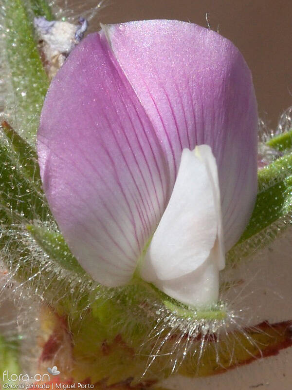 Ononis pinnata - Flor (close-up) | Miguel Porto; CC BY-NC 4.0