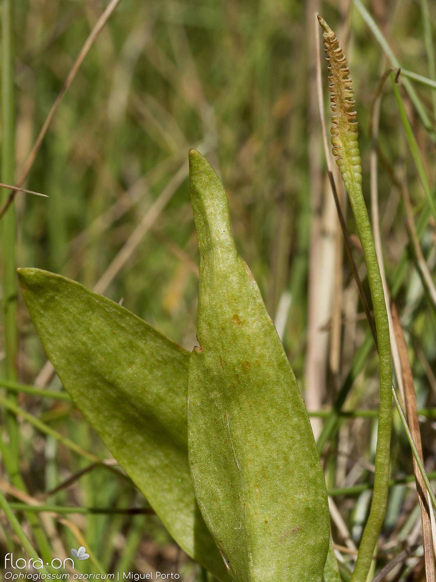 Ophioglossaceae