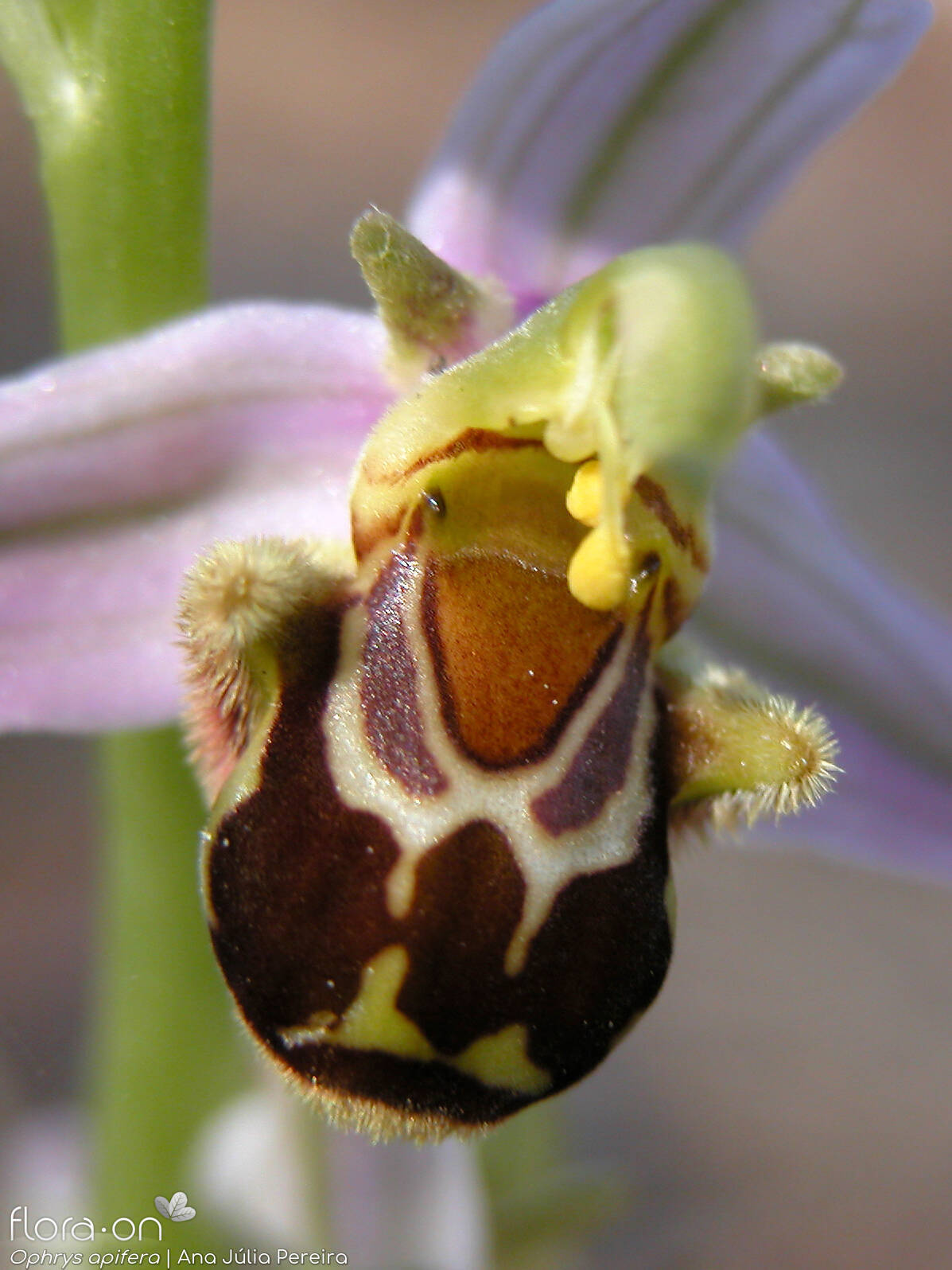 Ophrys apifera - Flor (close-up) | Ana Júlia Pereira; CC BY-NC 4.0