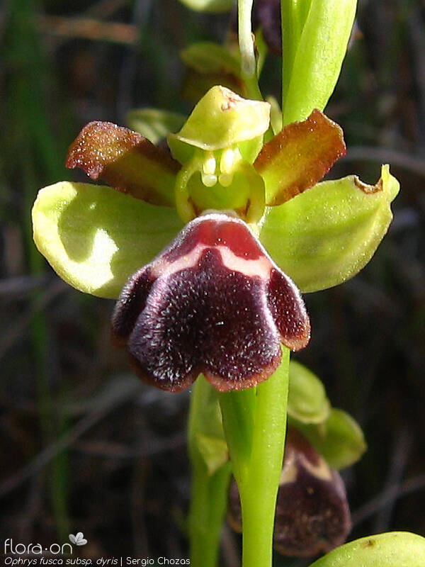 Ophrys fusca - Flor (close-up) | Sergio Chozas; CC BY-NC 4.0