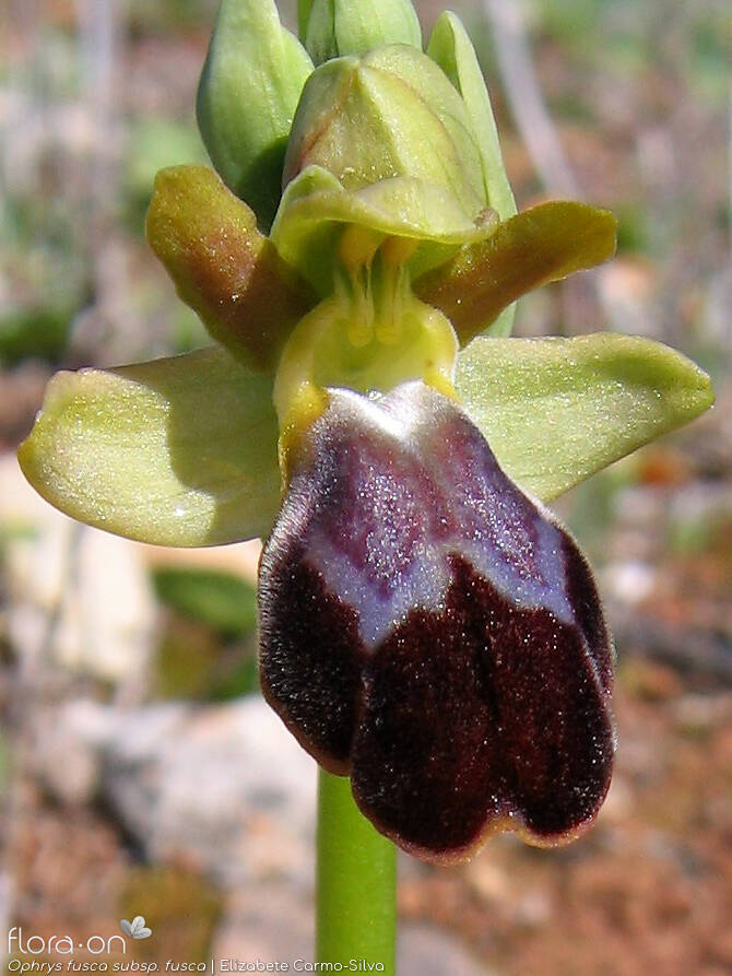 Ophrys fusca - Flor (close-up) | Elizabete Carmo-Silva; CC BY-NC 4.0