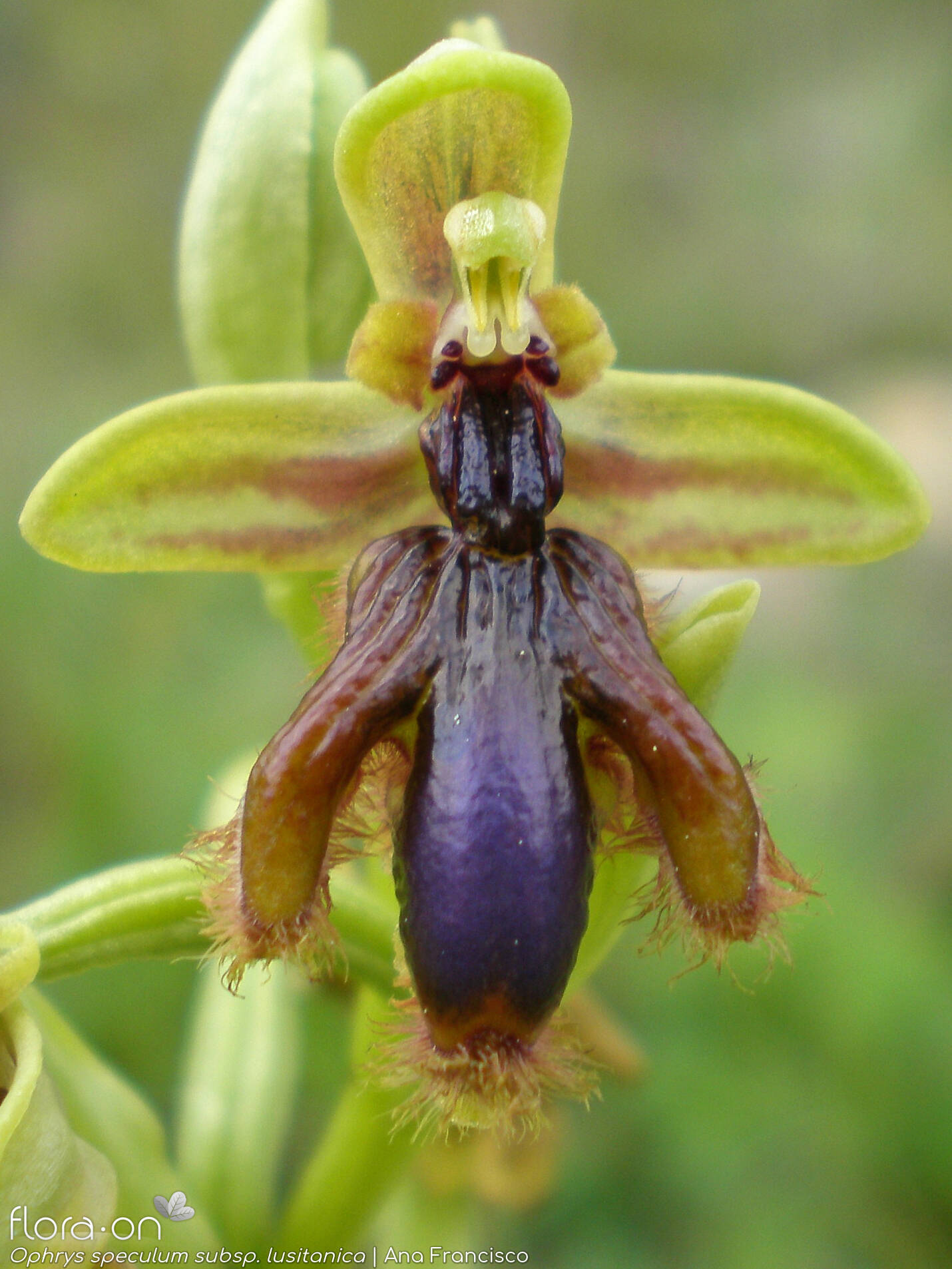 Ophrys speculum - Flor (close-up) | Ana Francisco; CC BY-NC 4.0