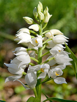Orchidaceae