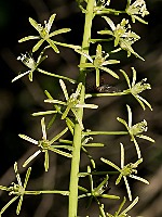 Ornithogalum pyrenaicum