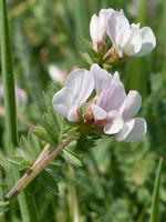 Ornithopus sativus
