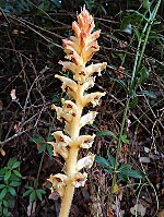 Orobanchaceae