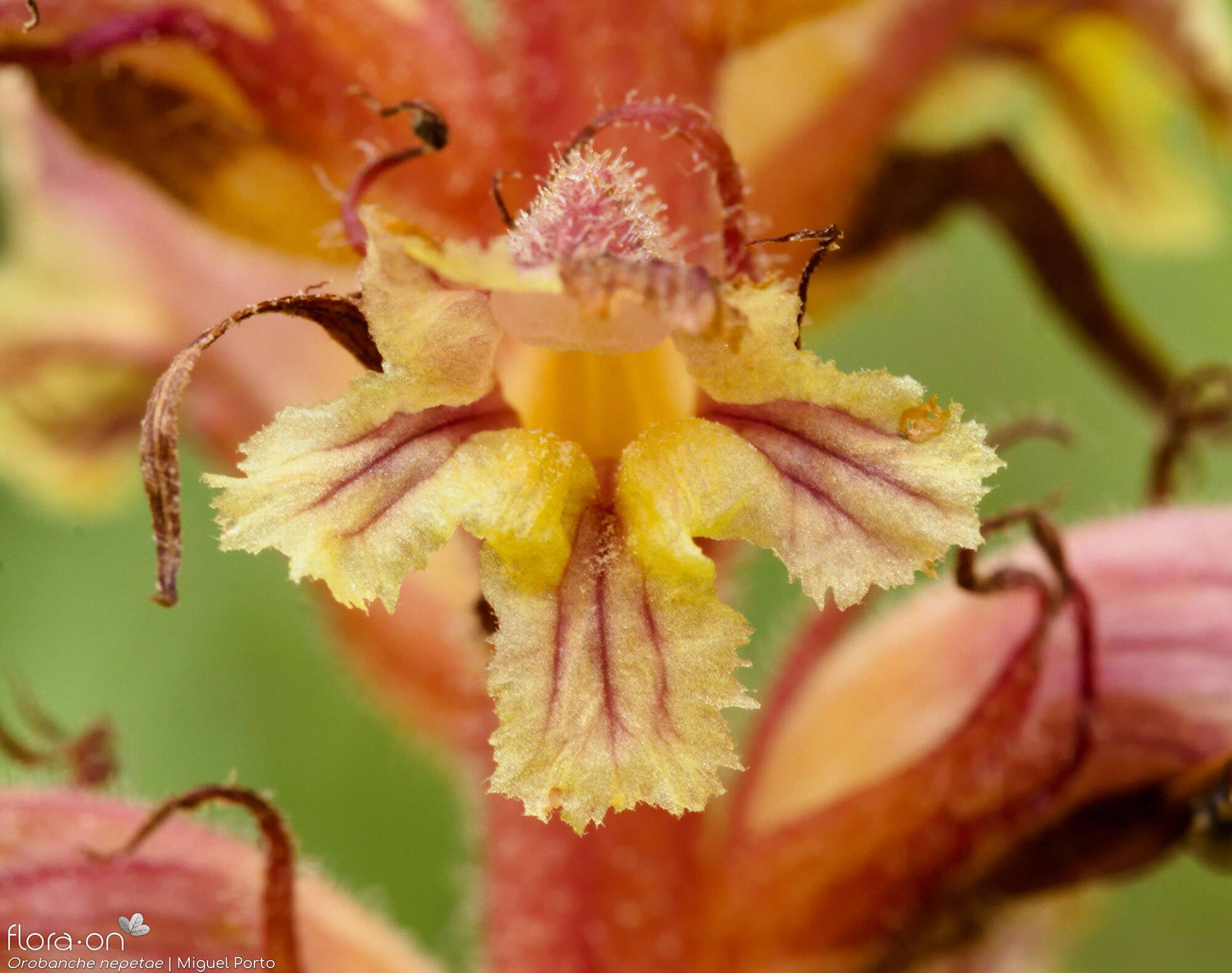 Orobanche nepetae - Flor (close-up) | Miguel Porto; CC BY-NC 4.0