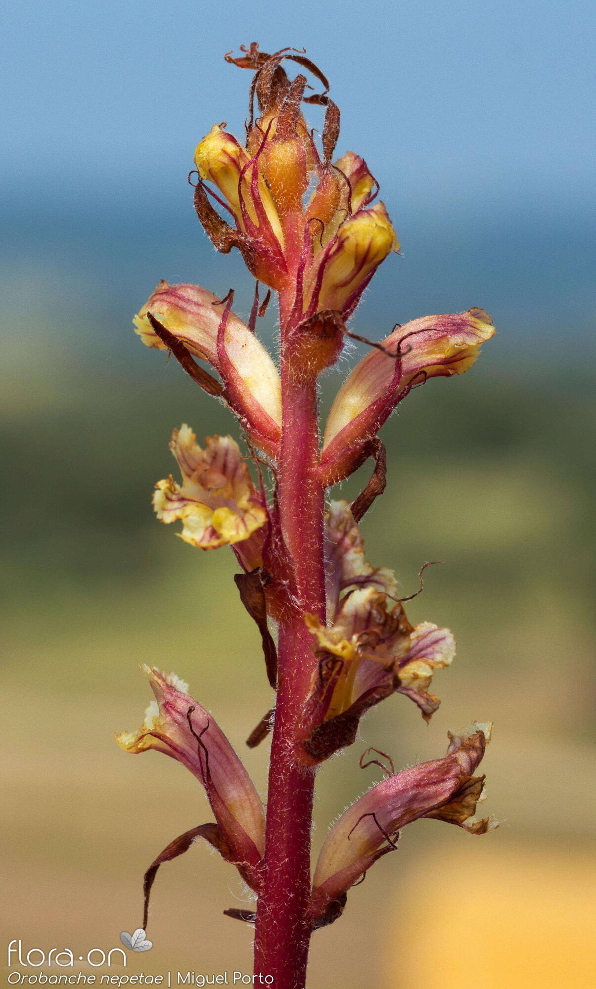 Orobanche nepetae - Flor (geral) | Miguel Porto; CC BY-NC 4.0