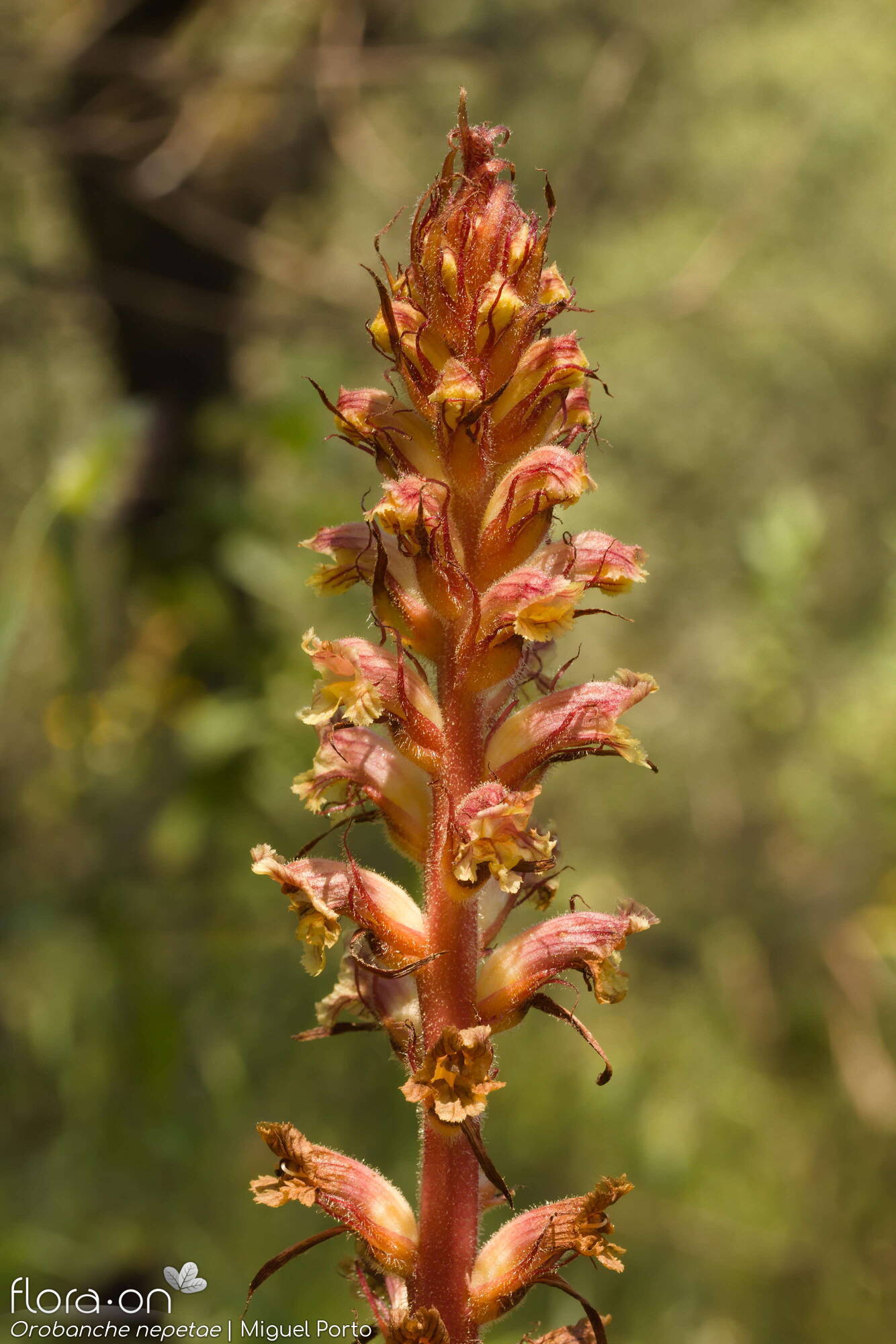 Orobanche nepetae - Flor (geral) | Miguel Porto; CC BY-NC 4.0