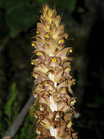 Orobanche rapum-genistae