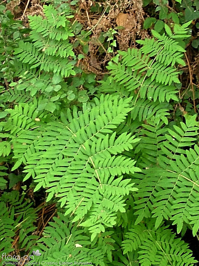 Osmundaceae