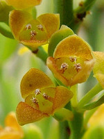 Osyris alba