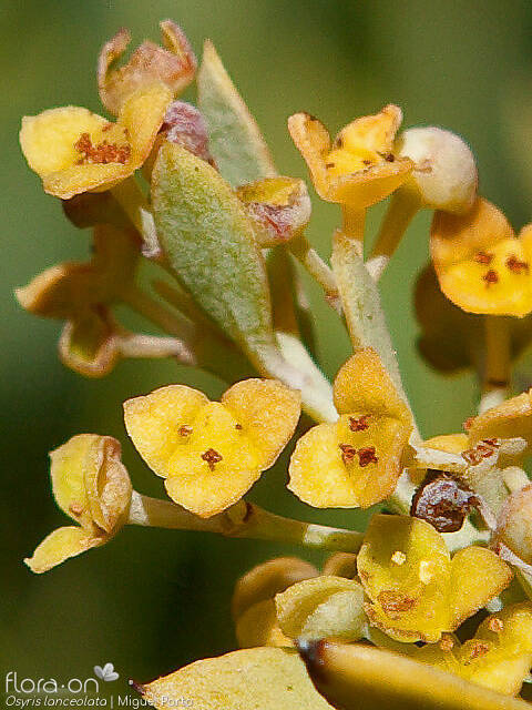 Osyris lanceolata - Flor (close-up) | Miguel Porto; CC BY-NC 4.0