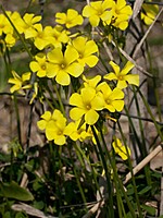 Oxalidaceae
