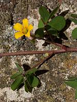 Oxalis corniculata