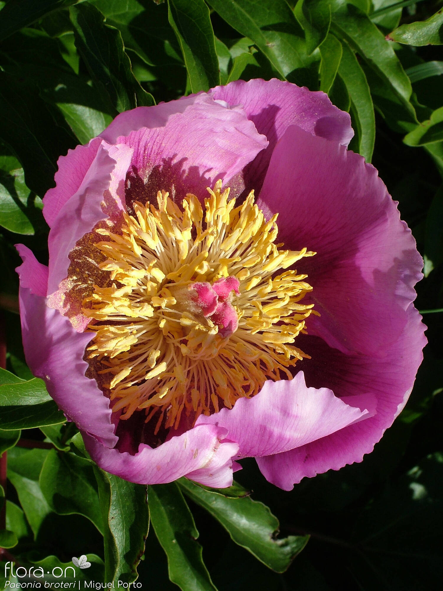 Paeoniaceae