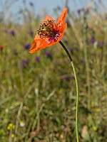 Papaver pinnatifidum