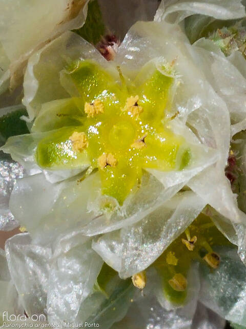 Paronychia argentea - Flor (close-up) | Miguel Porto; CC BY-NC 4.0