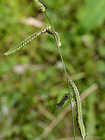 Paspalum dilatatum