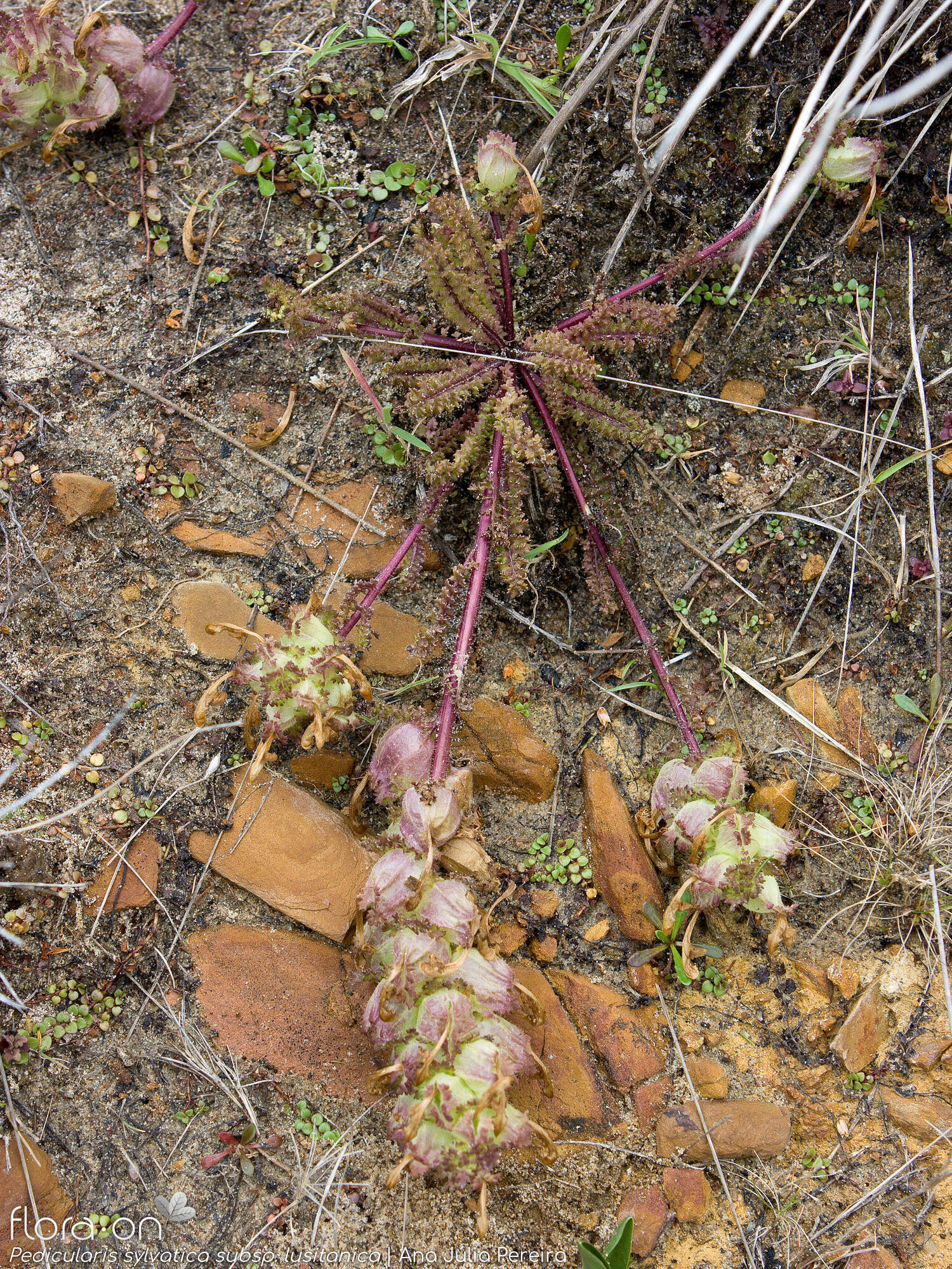 Pedicularis sylvatica lusitanica - Hábito | Ana Júlia Pereira; CC BY-NC 4.0