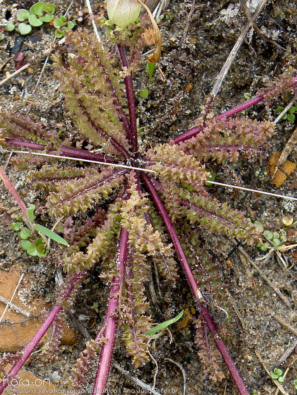 Pedicularis sylvatica lusitanica - Folha (geral) | Ana Júlia Pereira; CC BY-NC 4.0