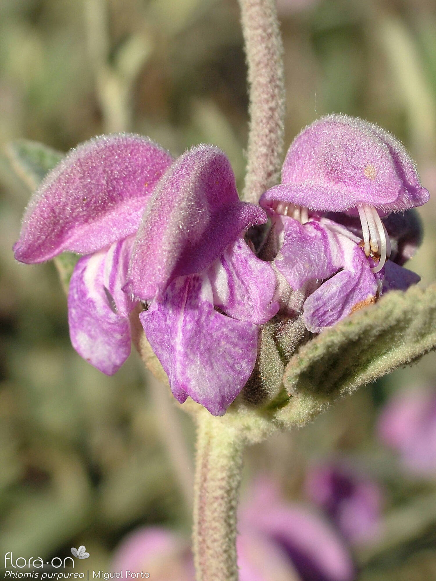 Phlomis purpurea - Flor (close-up) | Miguel Porto; CC BY-NC 4.0