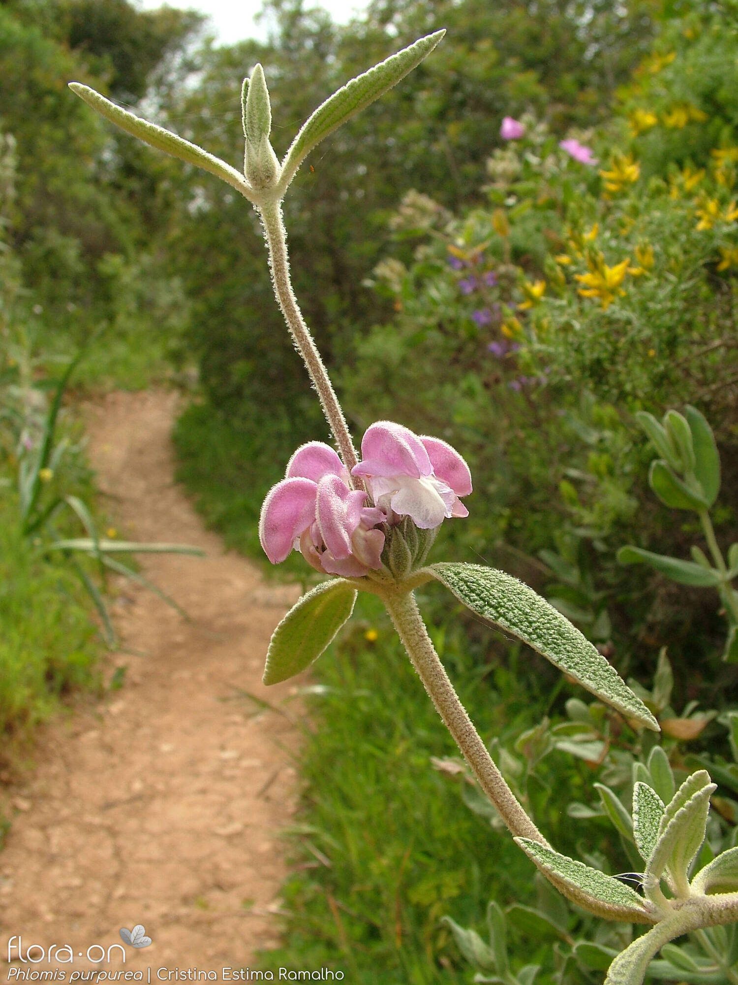Phlomis purpurea - Flor (geral) | Cristina Estima Ramalho; CC BY-NC 4.0
