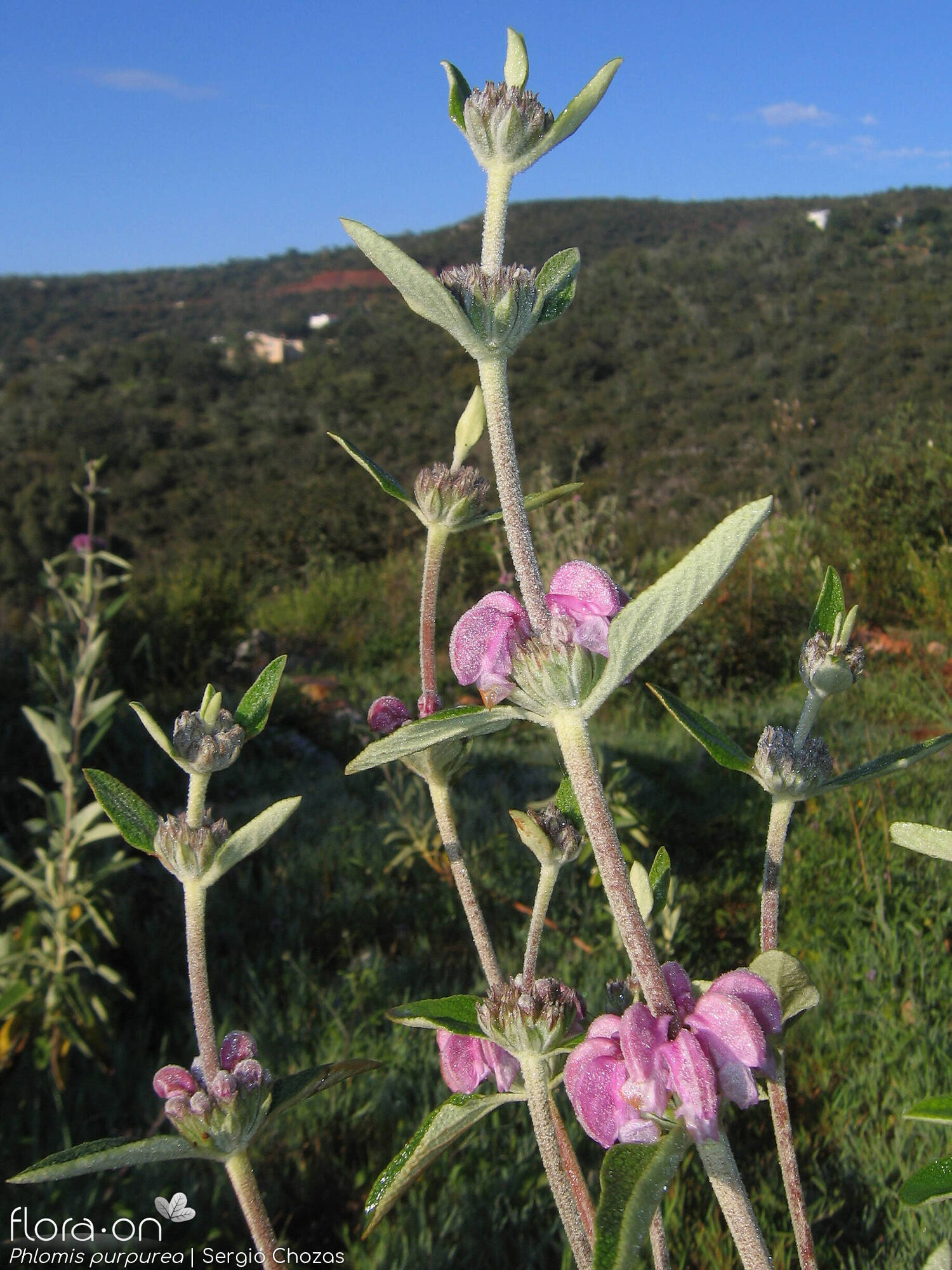 Phlomis purpurea - Flor (geral) | Sergio Chozas; CC BY-NC 4.0