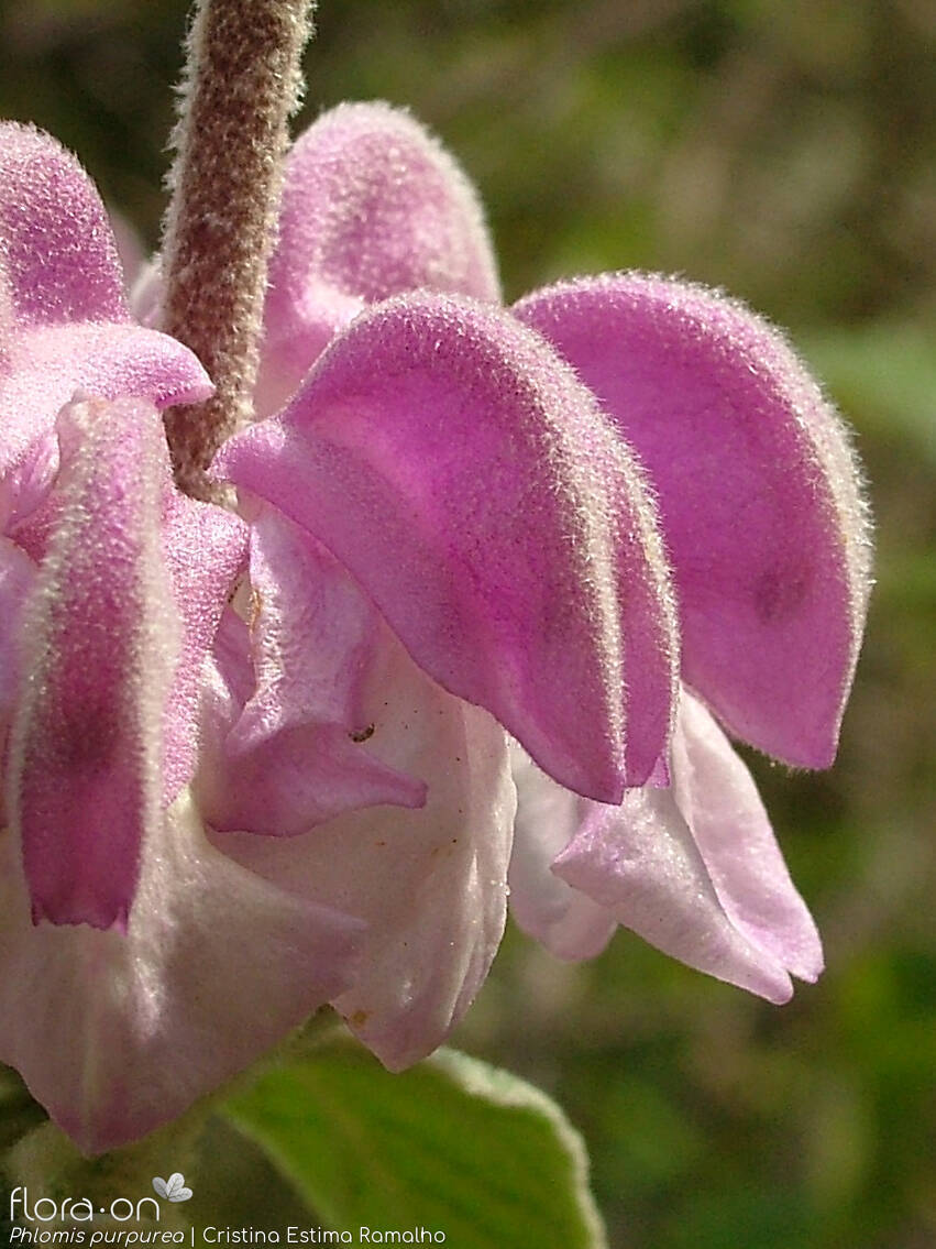 Phlomis purpurea - Flor (close-up) | Cristina Estima Ramalho; CC BY-NC 4.0