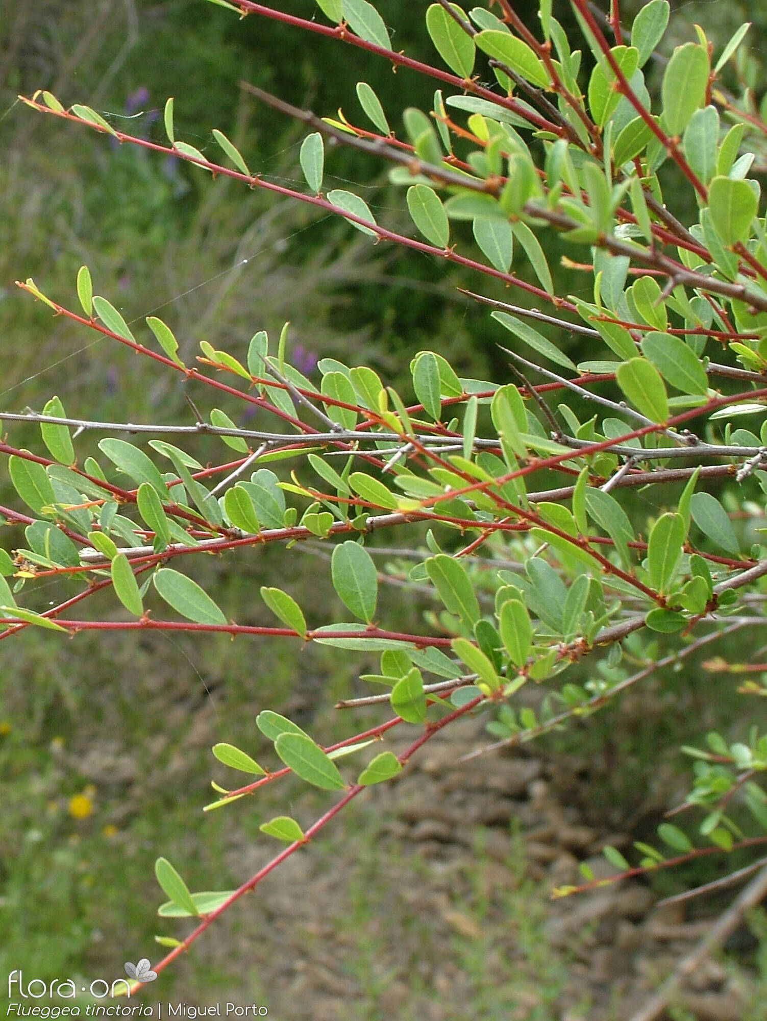 Phyllanthaceae