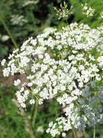 Physospermum cornubiense