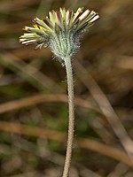 Pilosella pseudopilosella