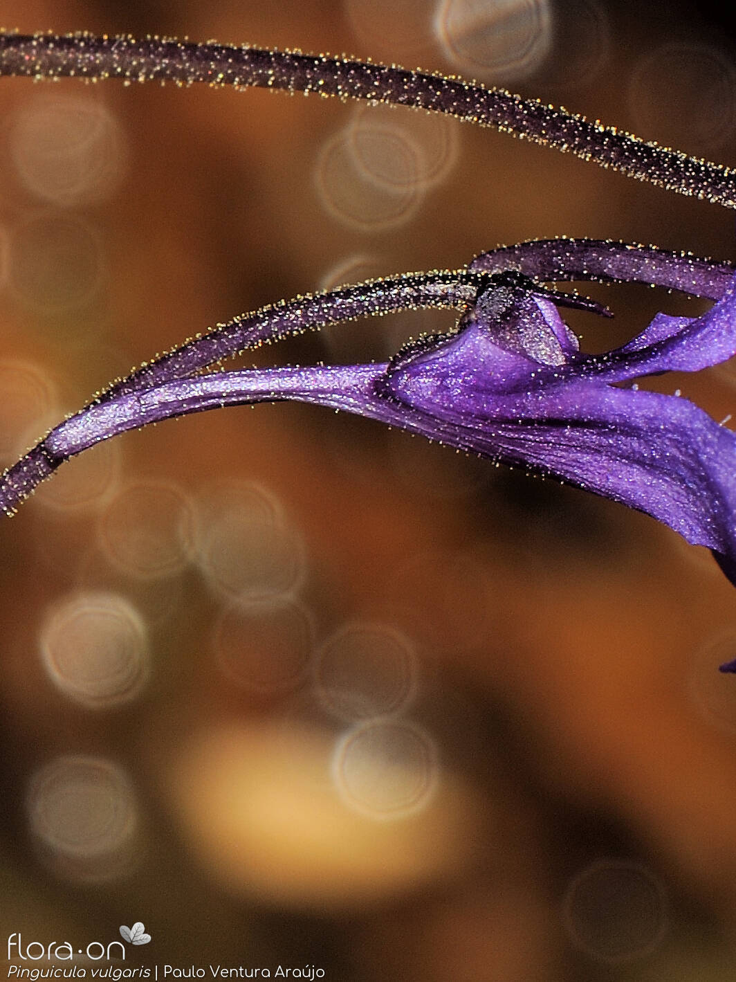 Pinguicula vulgaris - Flor (close-up) | Paulo Ventura Araújo; CC BY-NC 4.0