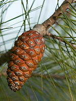 Pinus halepensis