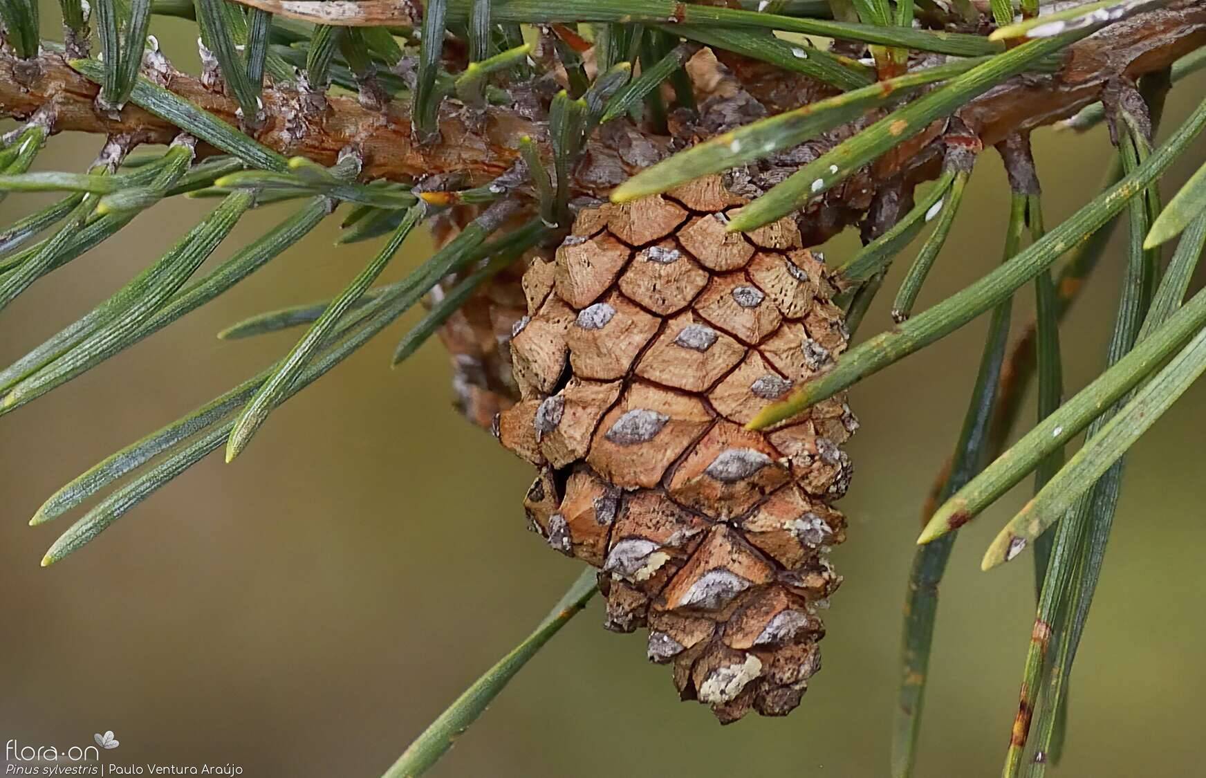 Pinus sylvestris - Flor (close-up) | Paulo Ventura Araújo; CC BY-NC 4.0