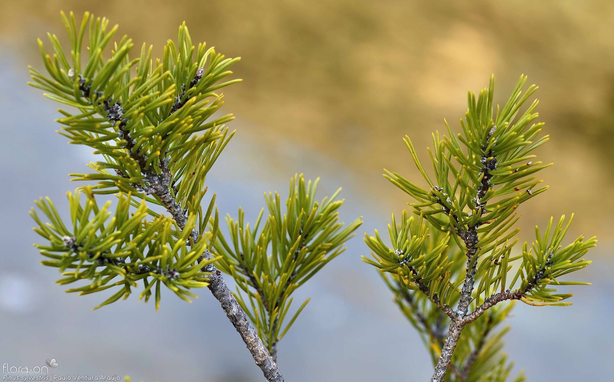 Pinus sylvestris - Folha (geral) | Paulo Ventura Araújo; CC BY-NC 4.0