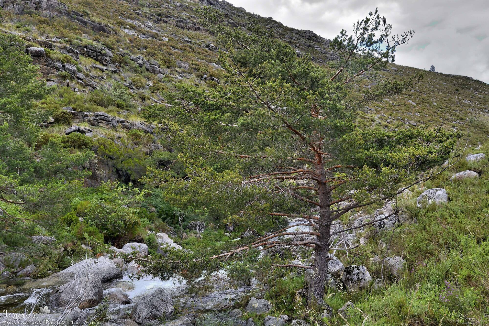 Pinus sylvestris - Hábito | Paulo Ventura Araújo; CC BY-NC 4.0