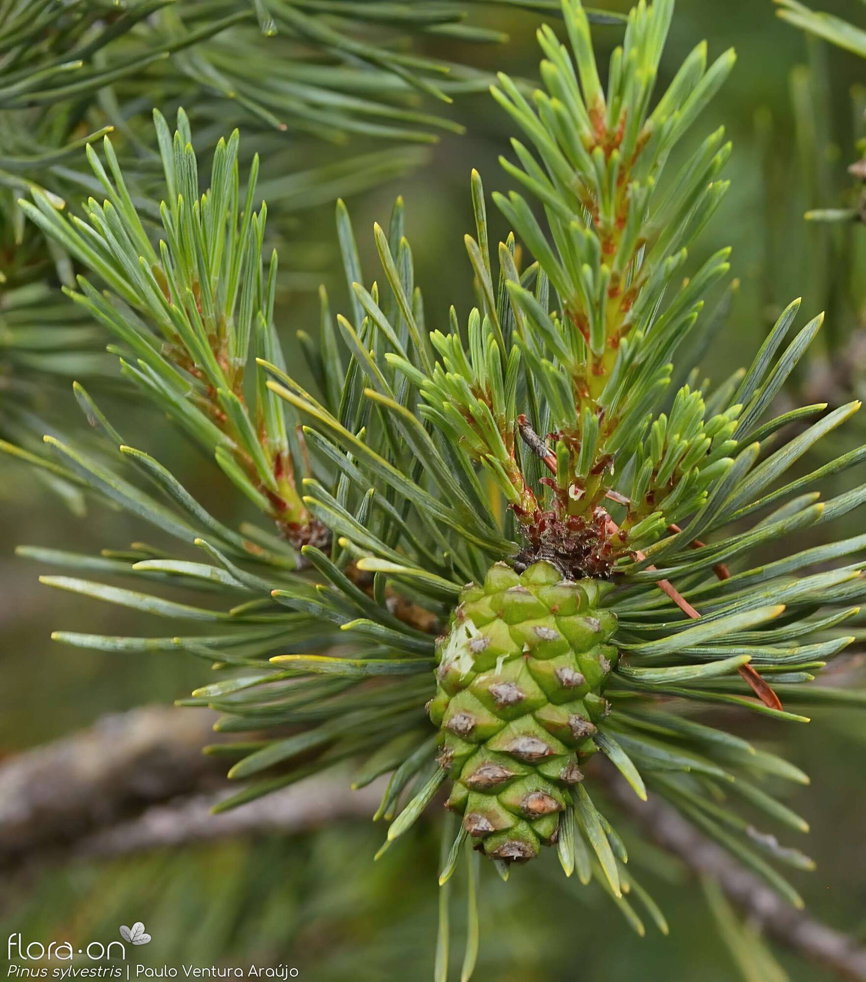 Pinus sylvestris - Flor (geral) | Paulo Ventura Araújo; CC BY-NC 4.0
