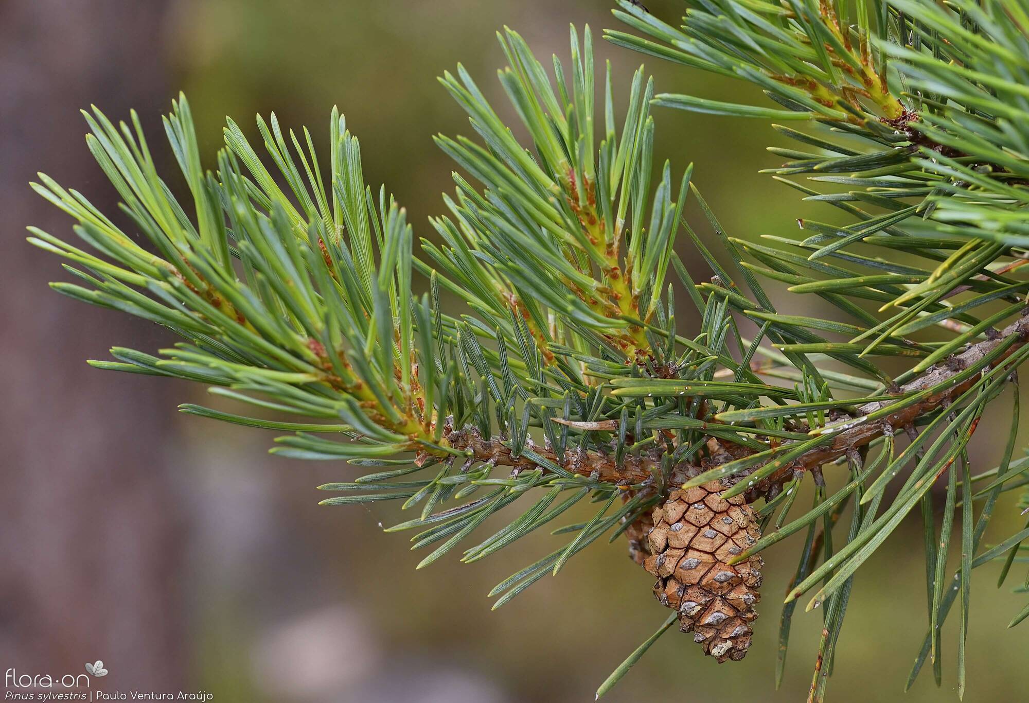 Pinus sylvestris - Flor (geral) | Paulo Ventura Araújo; CC BY-NC 4.0