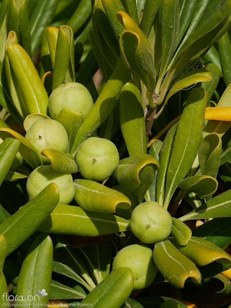 Pittosporaceae