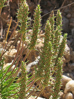 Plantaginaceae