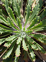 Plantago coronopus