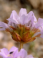 Plumbaginaceae